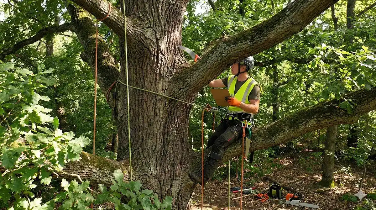 Understanding Tree Health A Homeowner's Guide