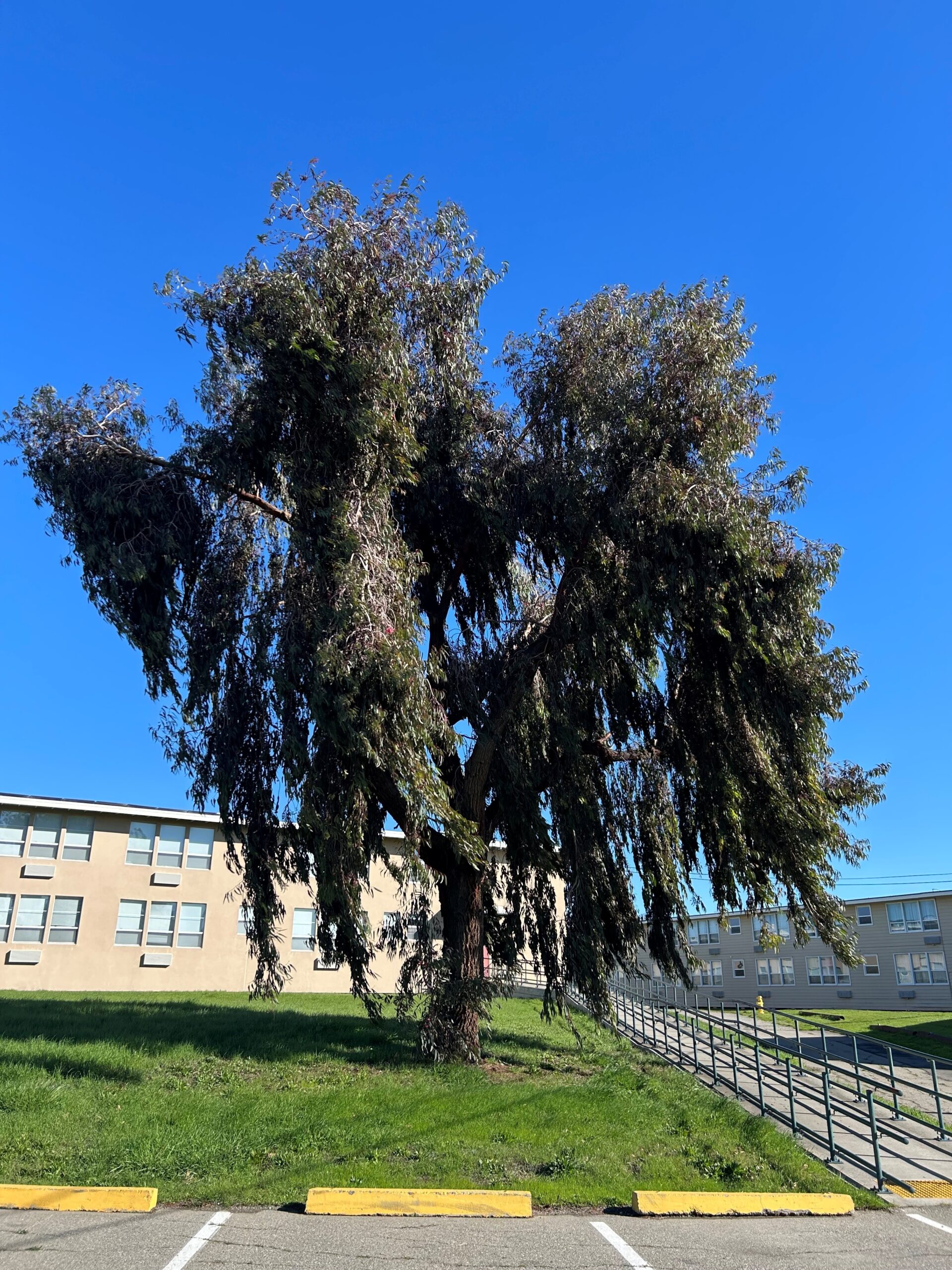 commercial-tree-trimming-2