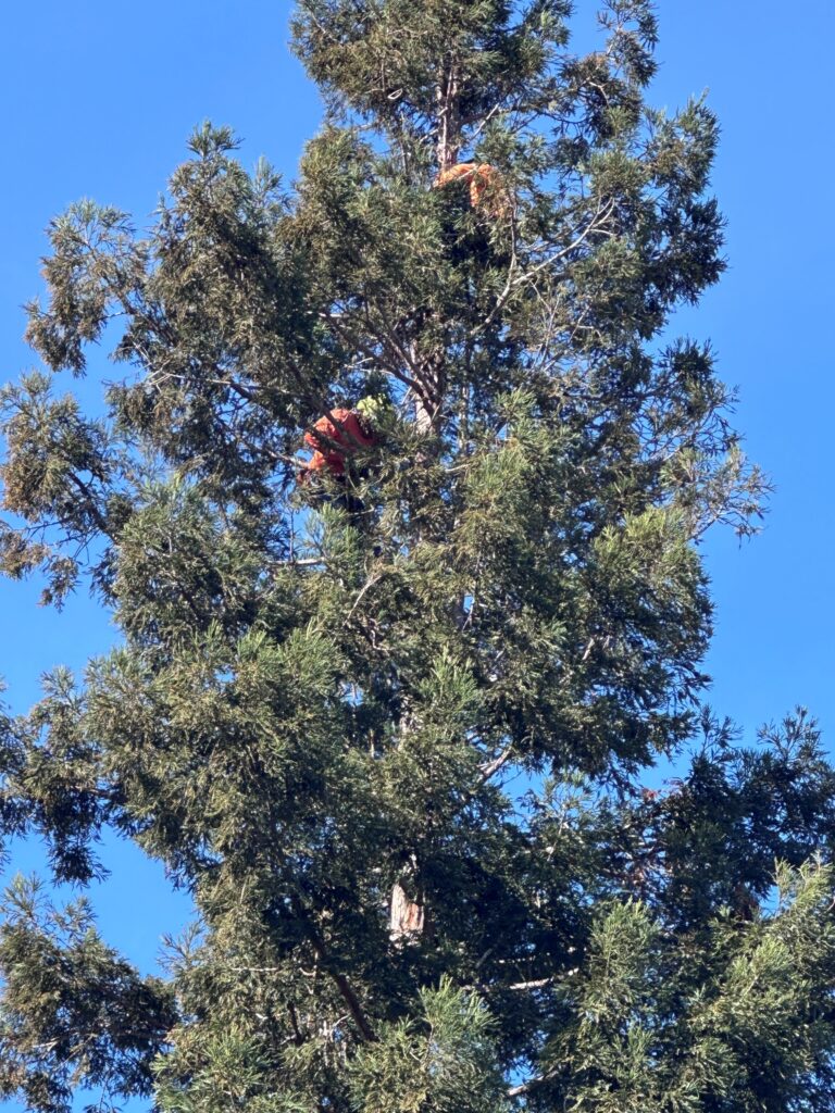 large-tree-org